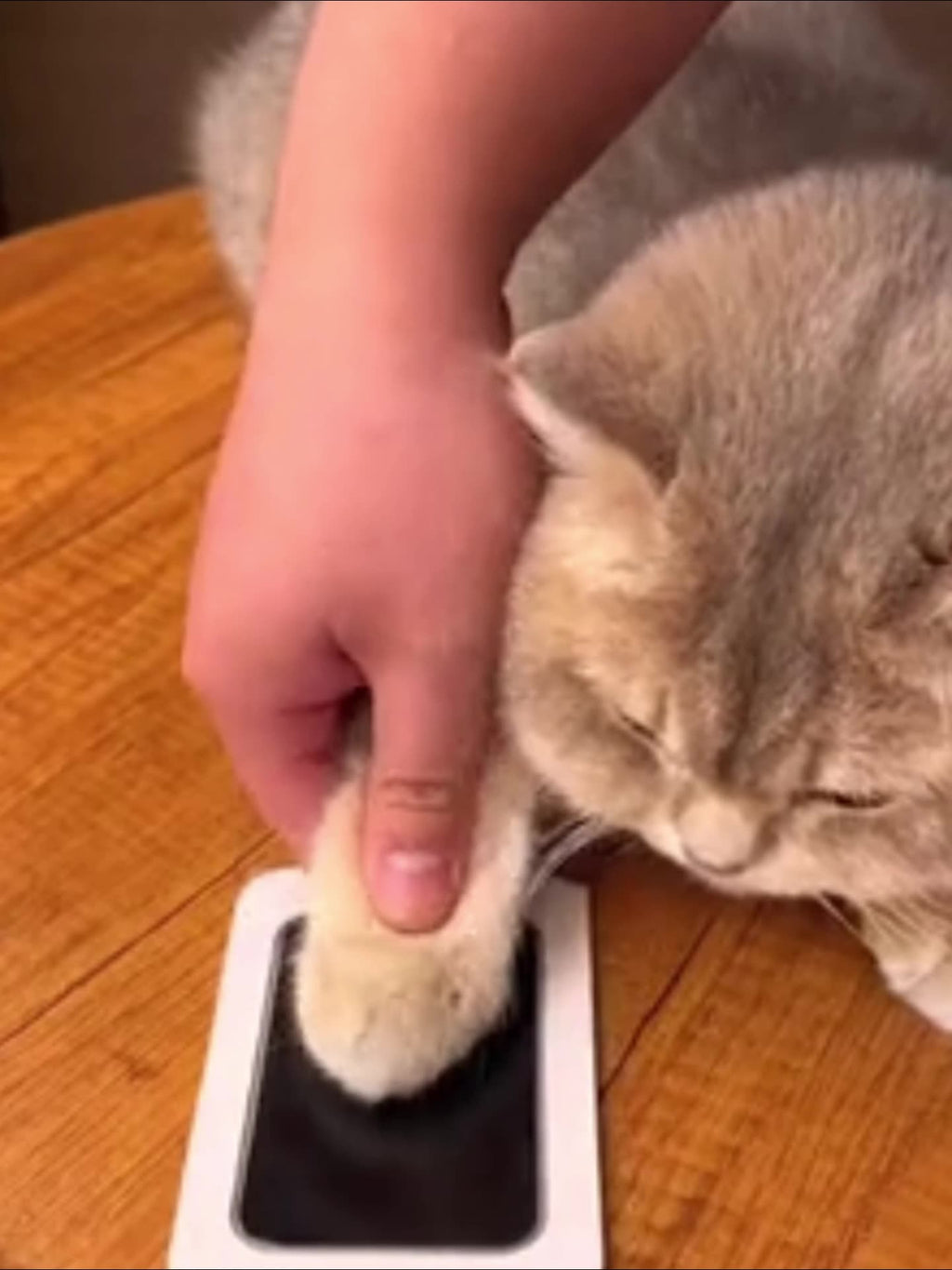 Commemorative Photo Album For Children And Pets Fingerprint Rubbing Postcard DIY Pet Supplies